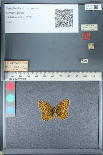 Media type: image;   Entomology 156204